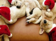 10 Of The Cutest Animals Showing Their Christmas Spirit
