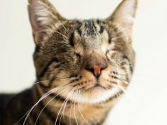Abused and disabled Cats find homes because of photographer