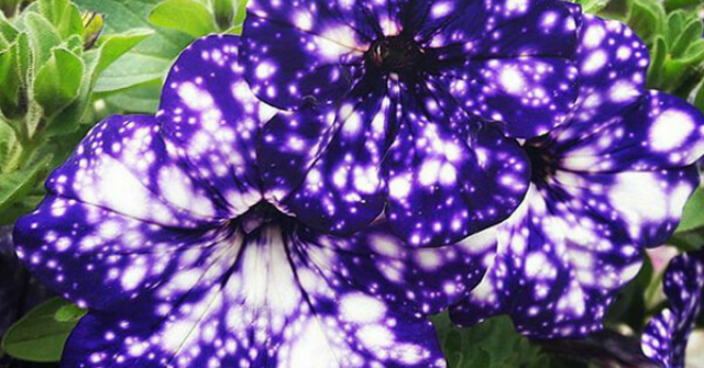 Night Sky Petunias Look Like the Galaxy's Painted on It and It's Majestic!
