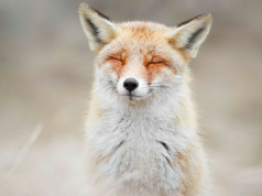 This Dutch Photographer Takes Awesome Photos of Wild Foxes and They're Super Zen