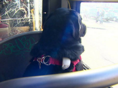 Seattle's Adorable Hairy Commuter Rides the Bus to the Park Everyday