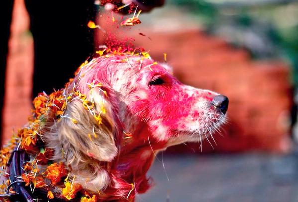 Nepali Dog Festival