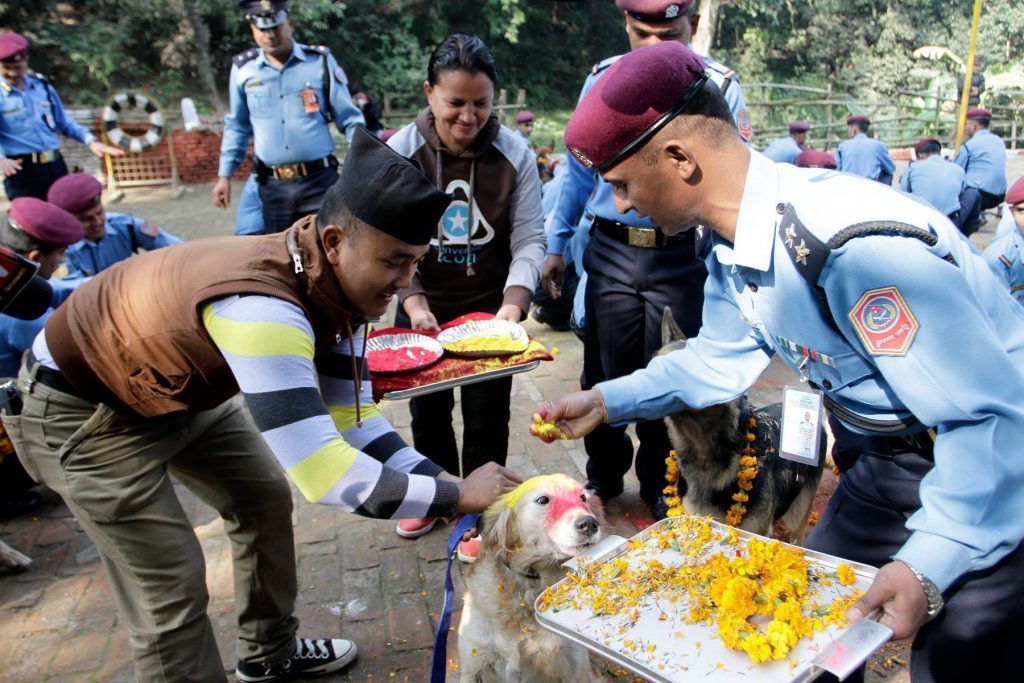 Dog getting fed during Nepali festival
