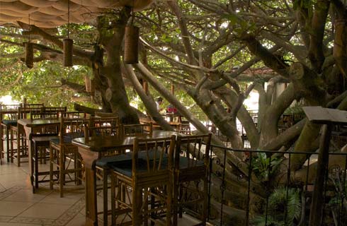 tree house restaurants